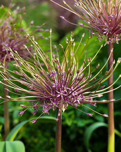Allium Schubertii.jpg